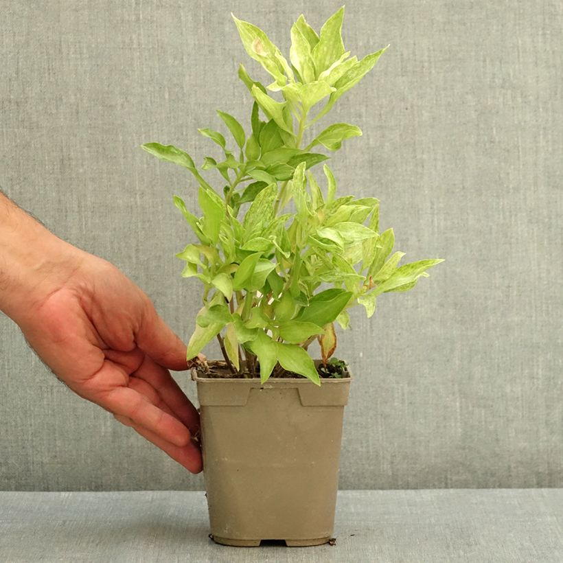 Exemplaar van Alstroemeria Duc d'Anjou Louis - Incalelie Pot van 1 l/1,5 l zoals geleverd in de zomer