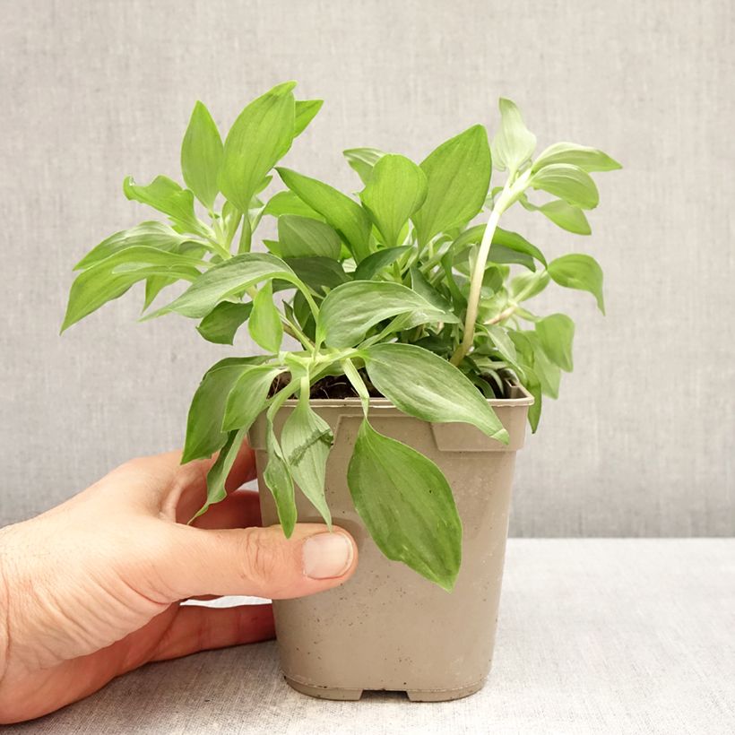 Exemplaar van Alstroemeria Duc d'Anjou Louis - Incalelie Pot van 1 l/1,5 l zoals geleverd in de lente
