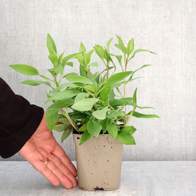 Exemplaar van Alstroemeria Duc d'Anjou Nicolas - Incalelie Pot van 1 l/1,5 l zoals geleverd in de lente