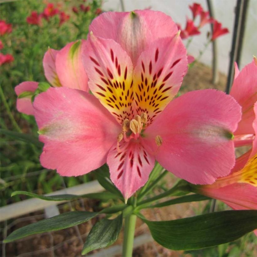 Alstroemeria Duc d'Anjou Pierre - Incalelie (Flowering)
