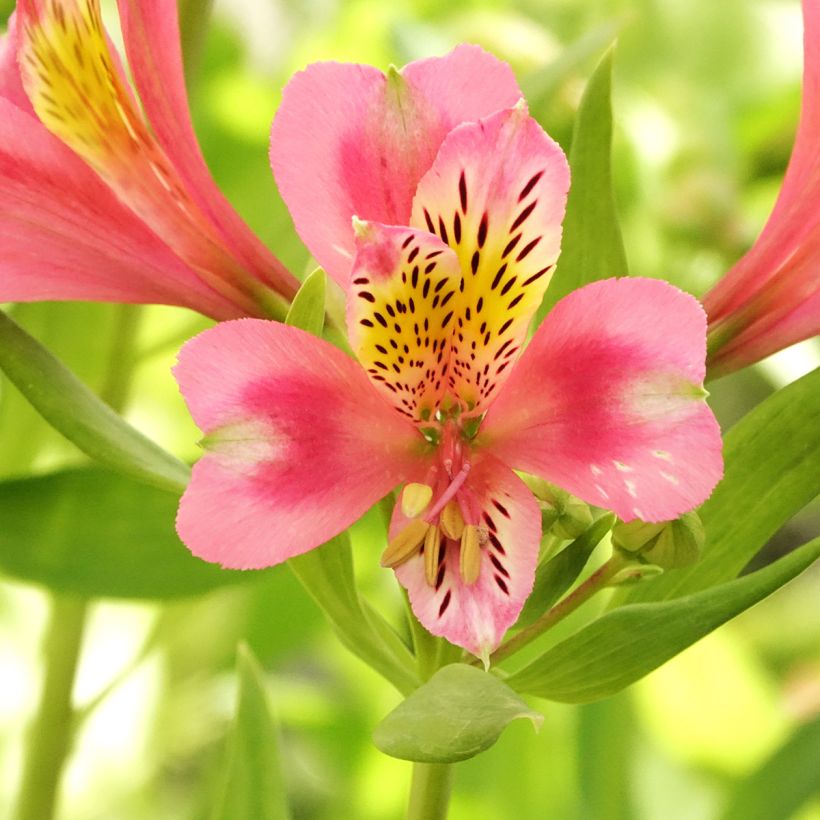 Alstroemeria Duc d'Anjou Pierre - Incalelie (Bloei)