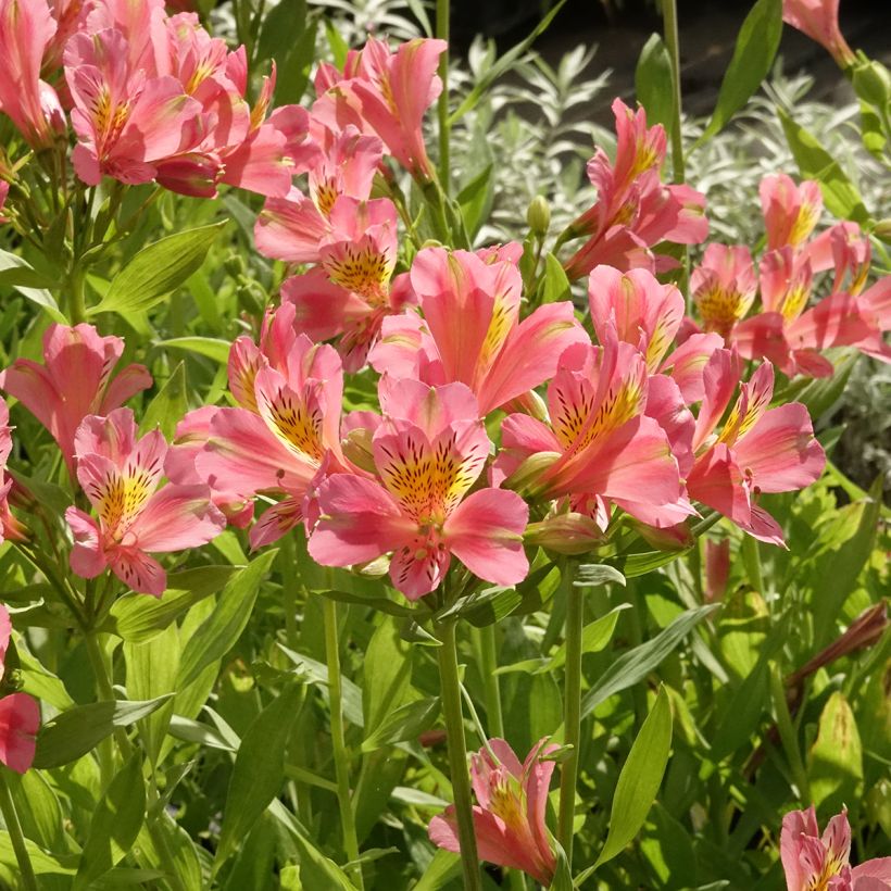 Alstroemeria Duc d'Anjou Pierre - Incalelie (Groeiplaats)