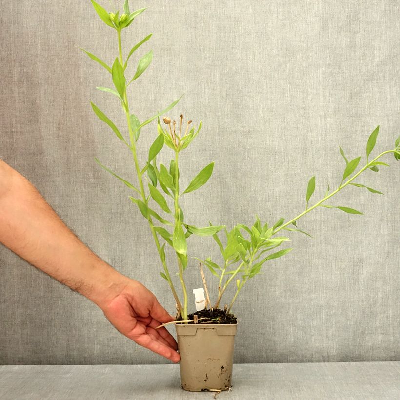 Exemplaar van Alstroemeria Duc d'Anjou Pierre - Incalelie Pot van 1 l/1,5 l zoals geleverd in de zomer