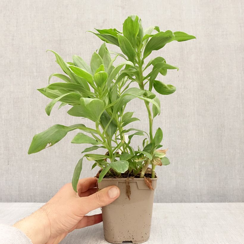 Exemplaar van Alstroemeria Duc d'Anjou Pierre - Incalelie Pot van 1 l/1,5 l zoals geleverd in de lente