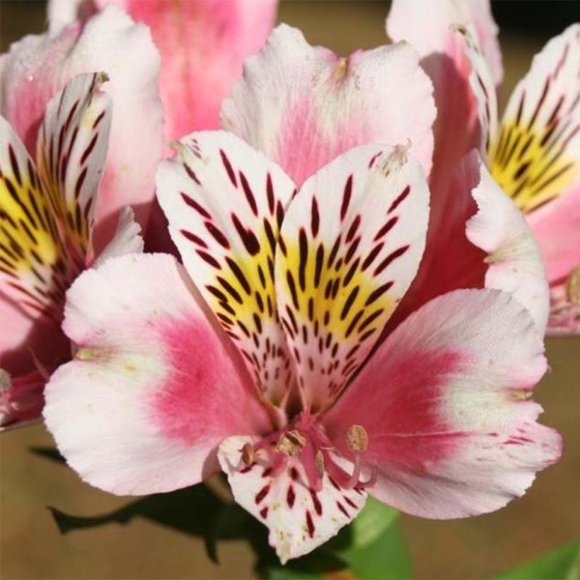 Alstroemeria Duc d'Anjou William - Incalelie (Flowering)