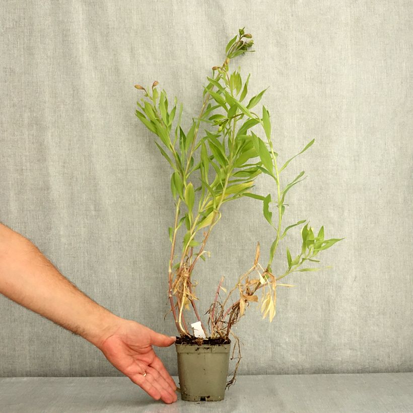 Exemplaar van Alstroemeria Duc d'Anjou William - Incalelie Pot van 1 l/1,5 l zoals geleverd in de zomer