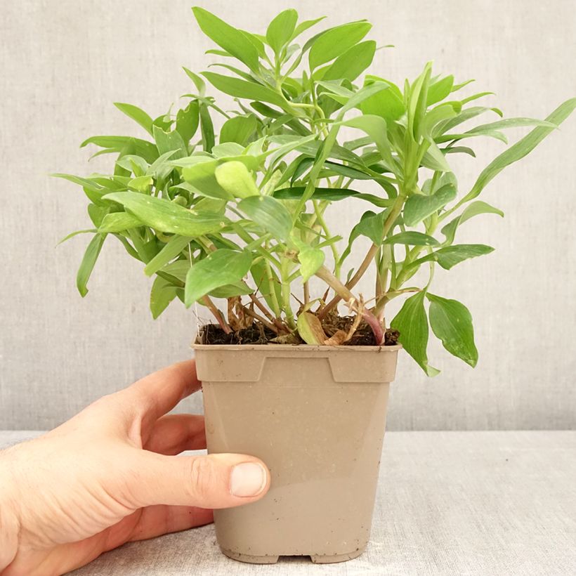 Exemplaar van Alstroemeria Duc d'Anjou William - Incalelie Pot van 1 l/1,5 l zoals geleverd in de lente