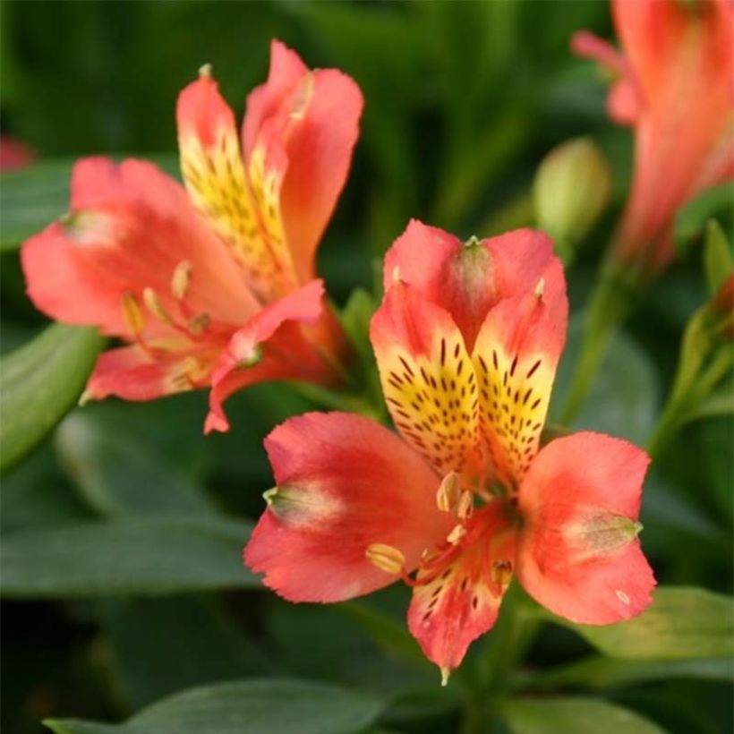 Alstroemeria Duchesse Aliénor - Incalelie (Bloei)