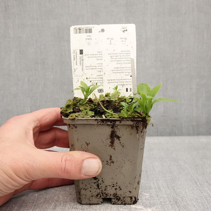 Example of Alstroemeria Duchesse Anne - Incalelie Kweekpotje van 8/9 cm as you get in hiver