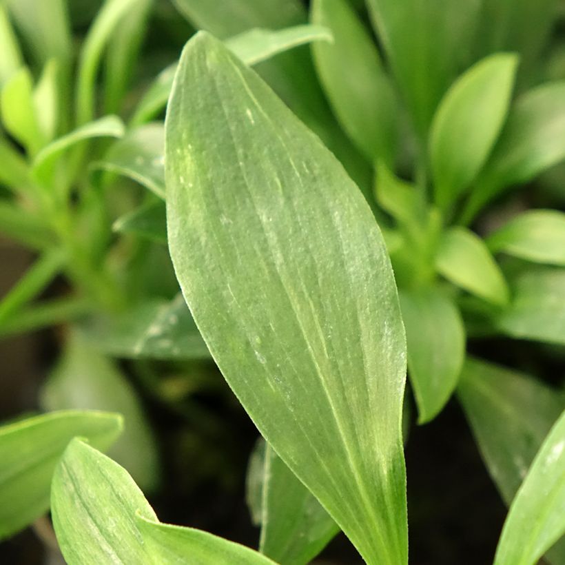 Alstroemeria Duchesse Anne - Incalelie (Blad)