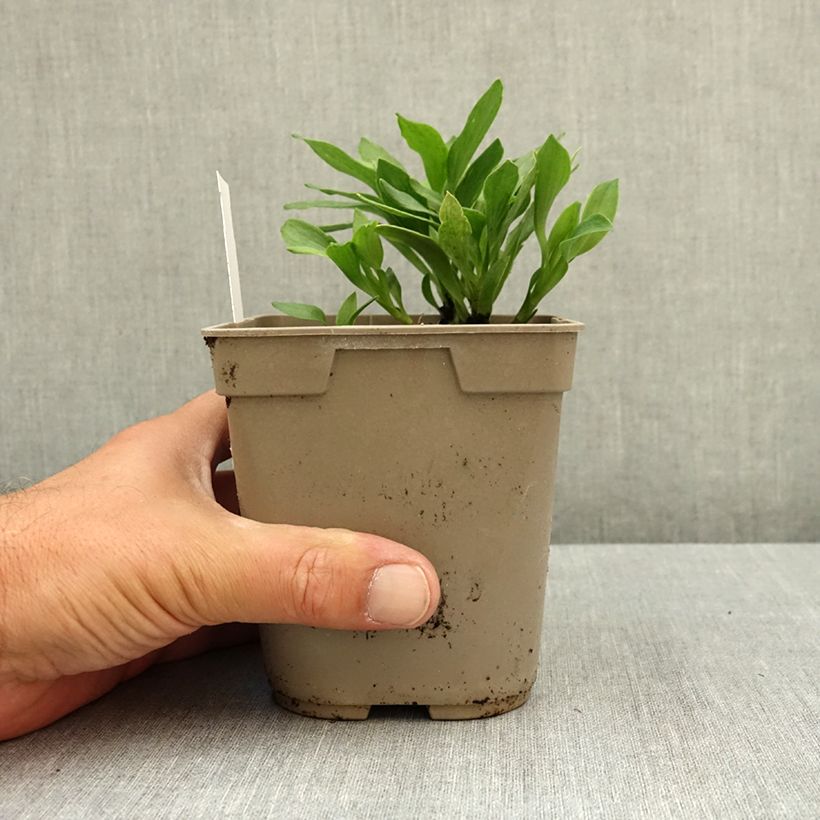 Exemplaar van Alstroemeria Duchesse Anne - Incalelie Pot van 1 l/1,5 l zoals geleverd in de zomer