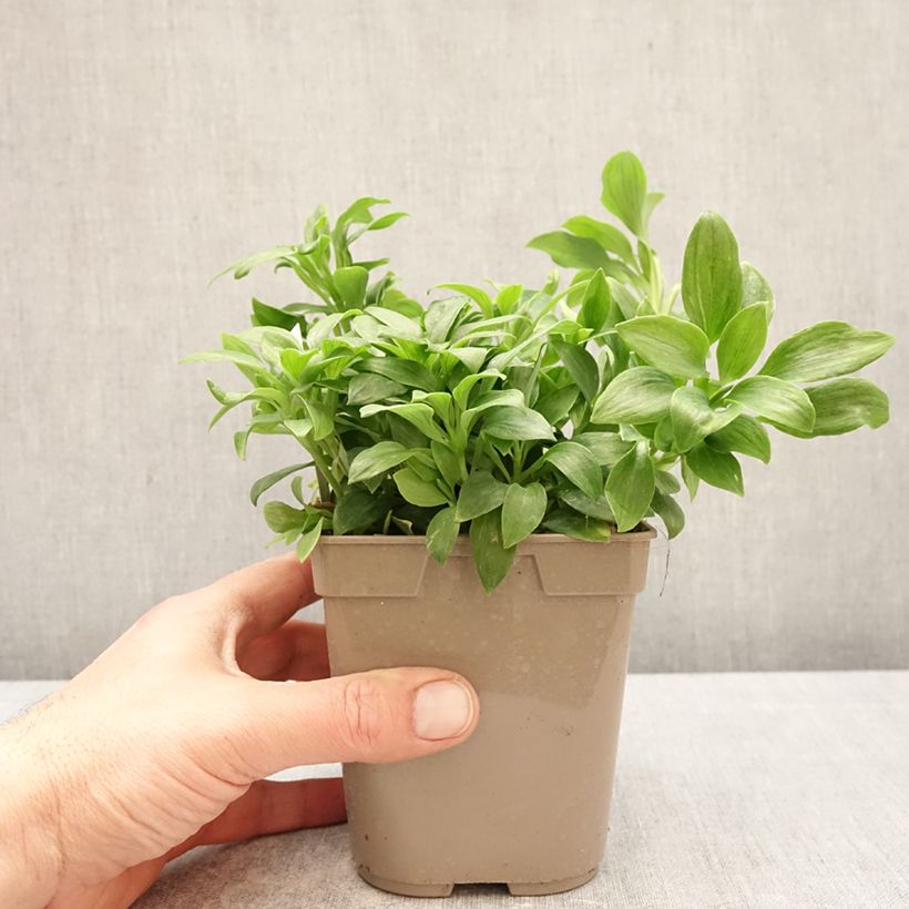 Exemplaar van Alstroemeria Duchesse Anne - Incalelie Pot van 1 l/1,5 l zoals geleverd in de lente