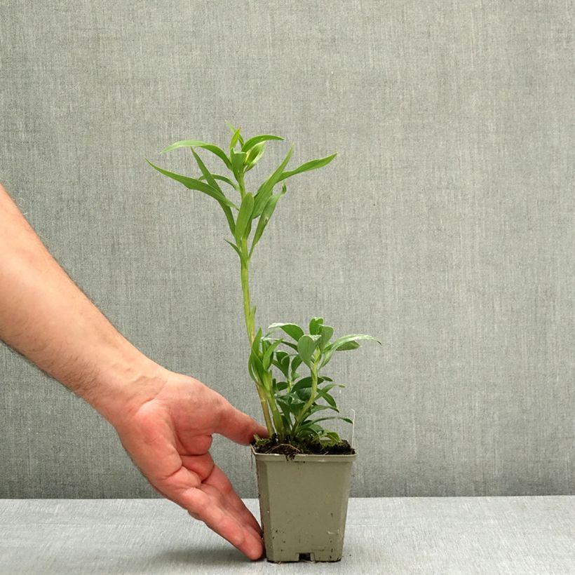 Exemplaar van Alstroemeria Duchesses d'Anjou Emilie - Incalelie Kweekpotje van 8/9 cm zoals geleverd in de lente
