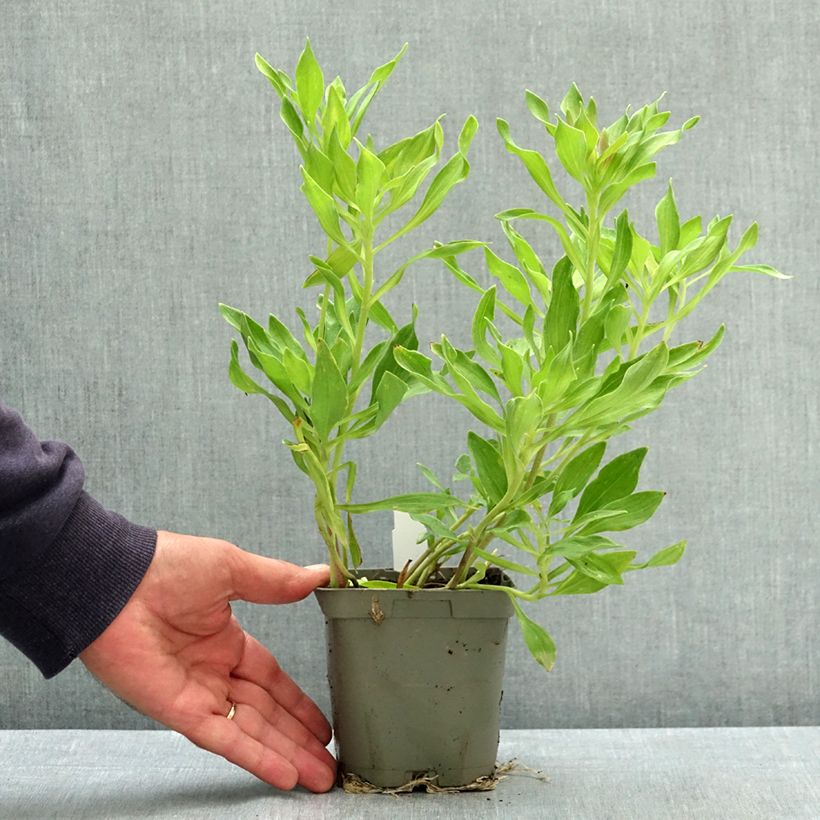 Exemplaar van Alstroemeria Duchesses d'Anjou Valentine - Incalelie Pot van 1 l/1,5 l zoals geleverd in de zomer
