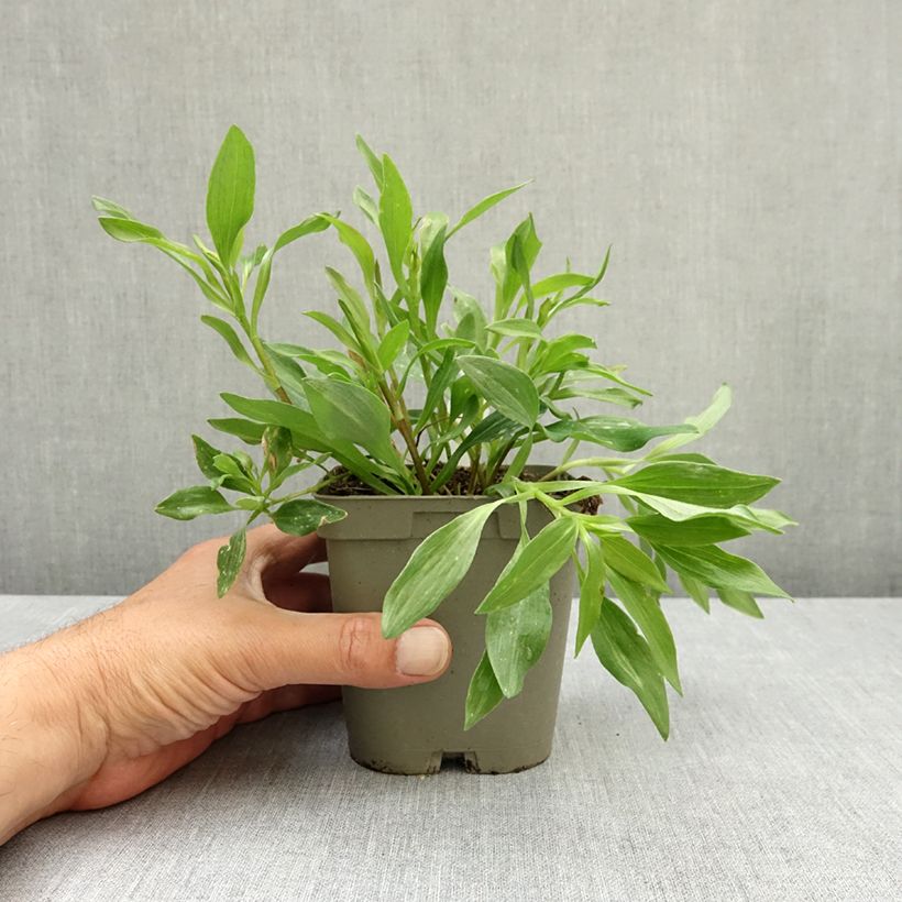 Exemplaar van Alstroemeria Duchesses d'Anjou Valentine - Incalelie Pot van 1 l/1,5 l zoals geleverd in de lente
