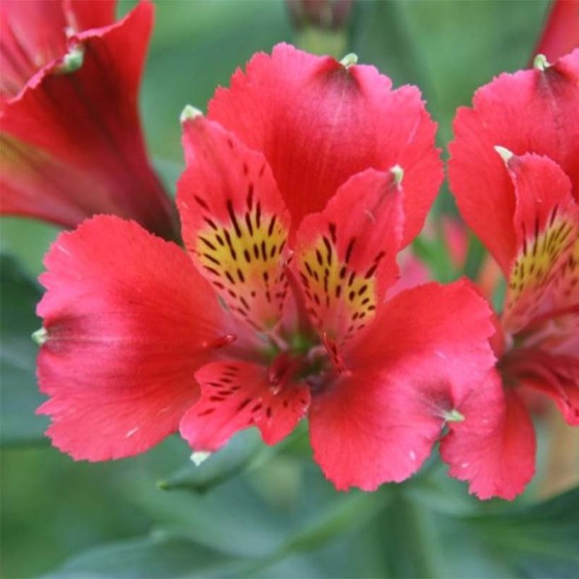 Alstroemeria Duchesse Diane - Incalelie (Flowering)