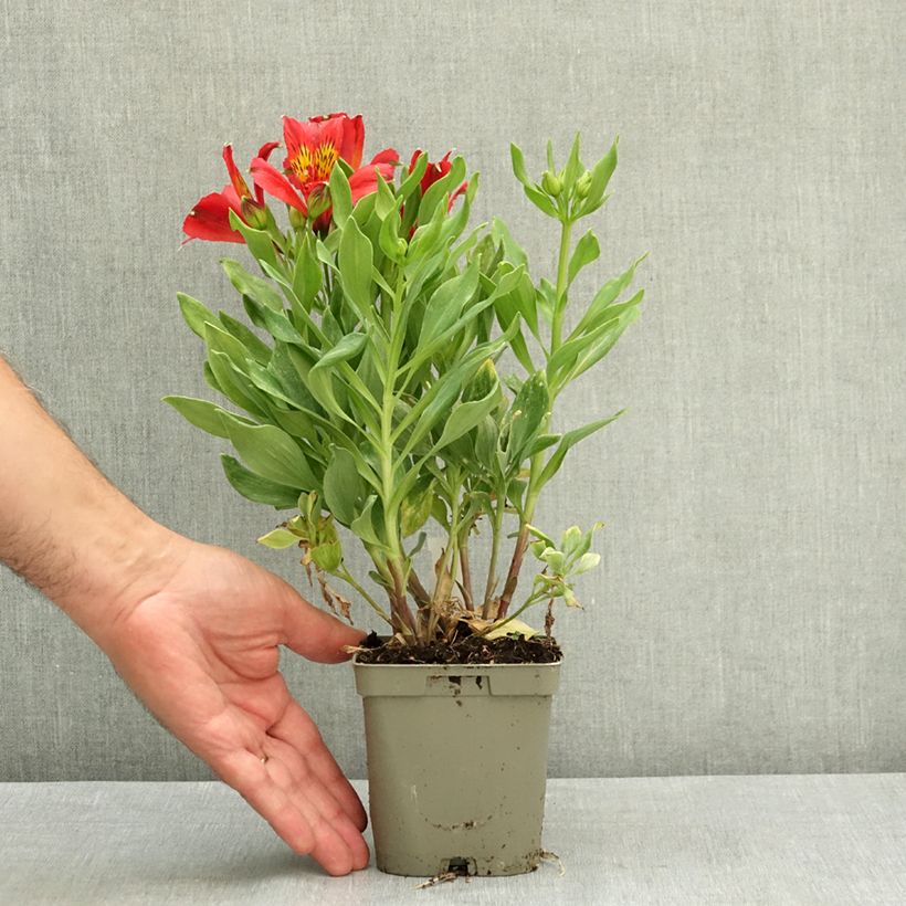 Exemplaar van Alstroemeria Duchesse Diane - Incalelie Pot van 1 l/1,5 l zoals geleverd in de zomer