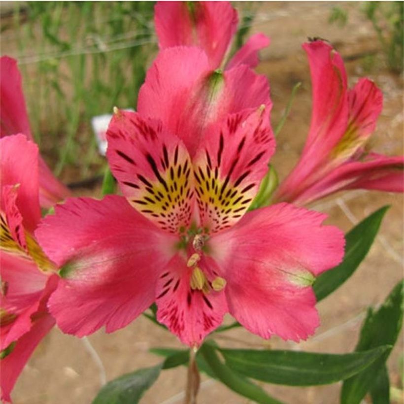 Alstroemeria Duchesse Isabelle - Incalelie (Flowering)