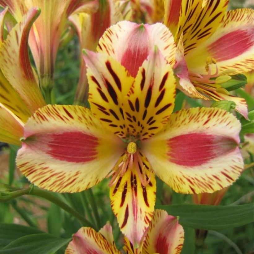 Alstroemeria Duchesse Marguerite - Incalelie (Bloei)