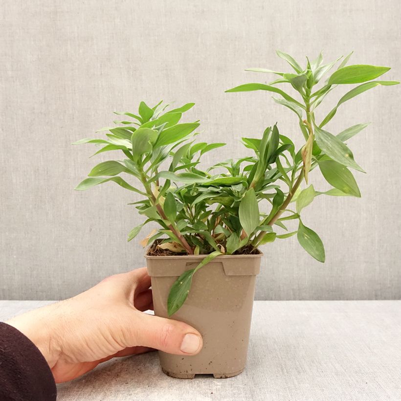 Exemplaar van Alstroemeria Duchesse Marguerite - Incalelie Pot van 1 l/1,5 l zoals geleverd in de lente