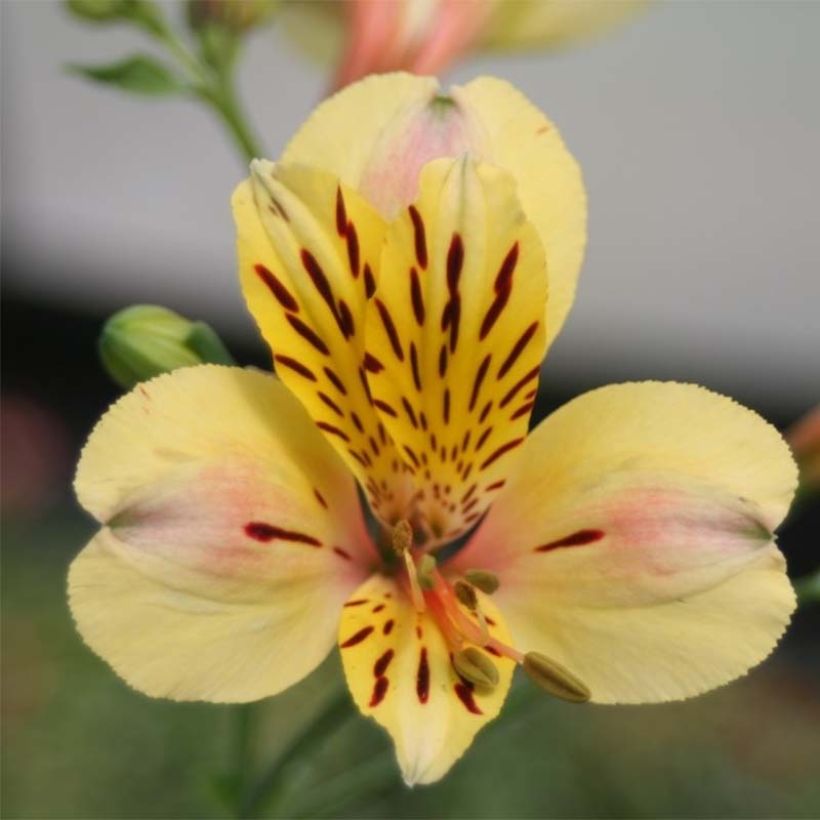Alstroemeria Majestic Layon - Incalelie (Flowering)