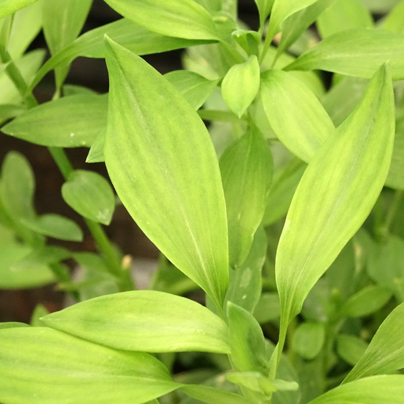 Alstroemeria Majestic Layon - Incalelie (Blad)