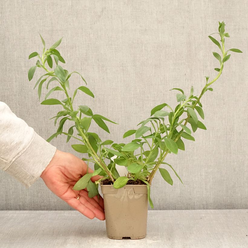 Exemplaar van Alstroemeria Majestic Layon - Incalelie Pot van 1 l/1,5 l zoals geleverd in de lente