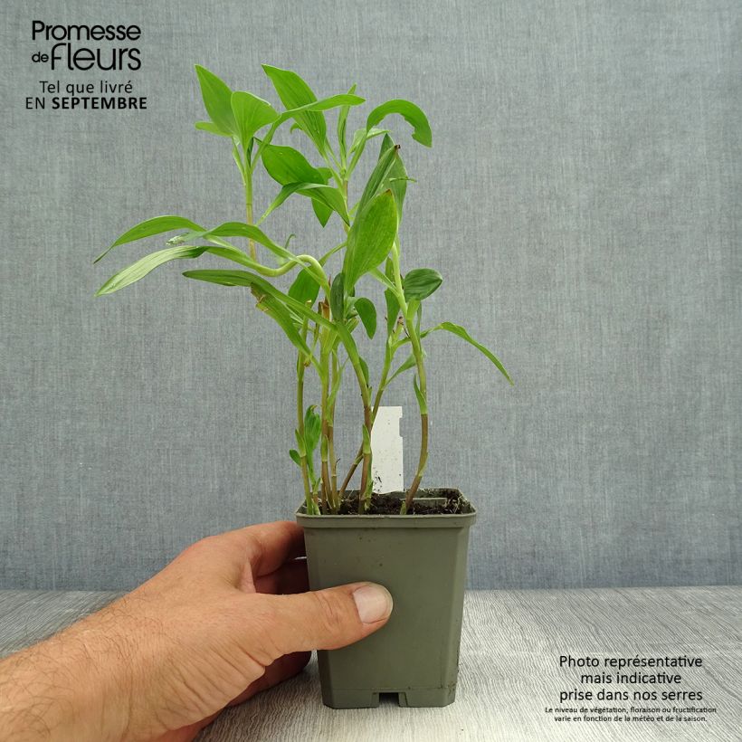 Exemplaar van Alstroemeria Majestic Liré - Incalelie Kweekpotje van 8/9 cm zoals geleverd in de herfst