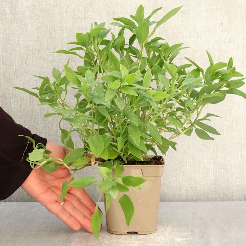Exemplaar van Alstroemeria Majestic Liré - Incalelie Pot van 1 l/1,5 l zoals geleverd in de lente