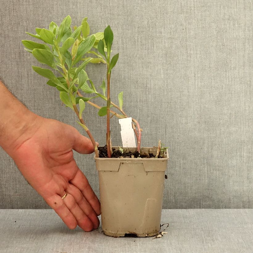 Exemplaar van Alstroemeria Majestic Marcé - Incalelie Pot van 1 l/1,5 l zoals geleverd in de zomer