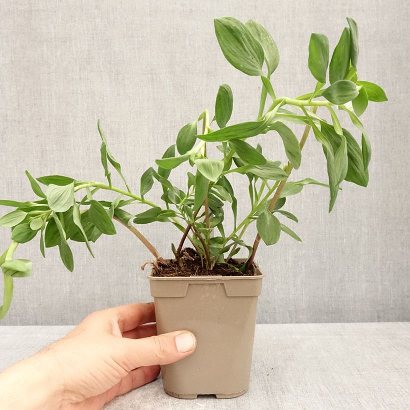 Exemplaar van Alstroemeria Majestic Marcé - Incalelie Pot van 1 l/1,5 l zoals geleverd in de lente
