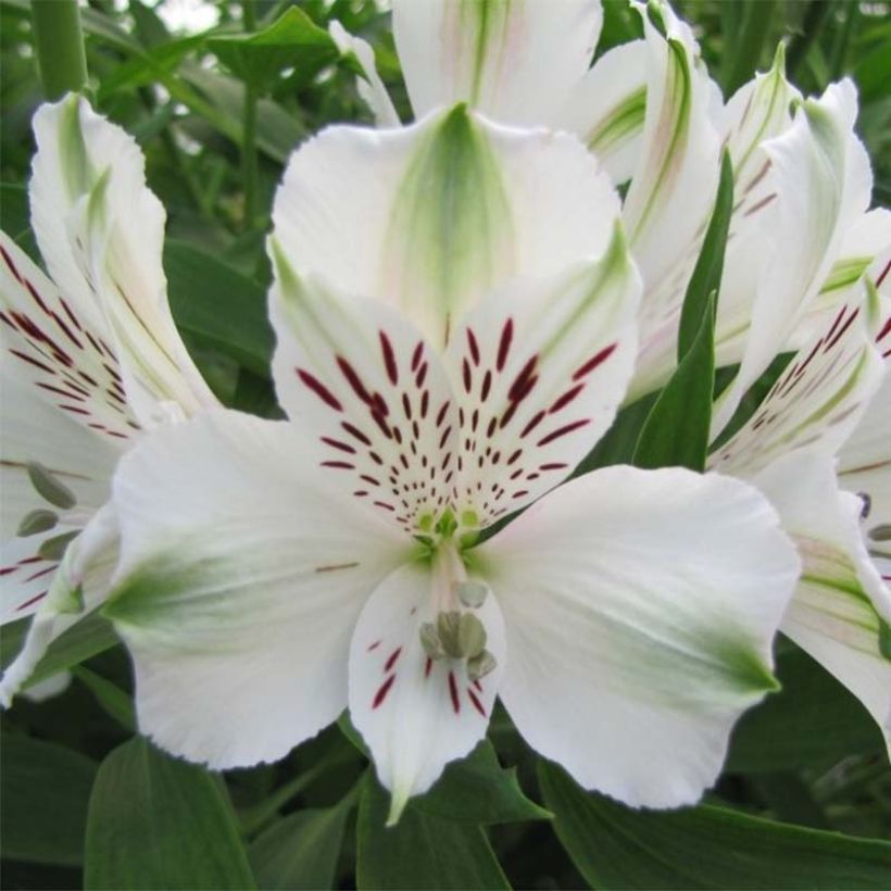 Alstroemeria Majestic Mazé - Incalelie (Bloei)