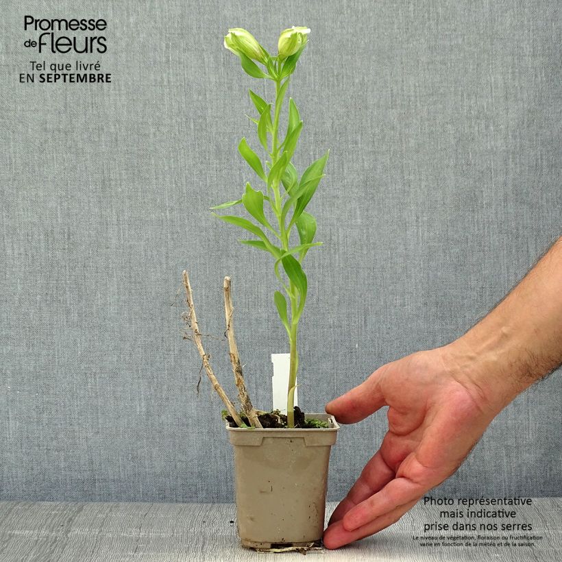 Exemplaar van Alstroemeria Majestic Mazé - Incalelie Kweekpotje van 8/9 cm zoals geleverd in de herfst
