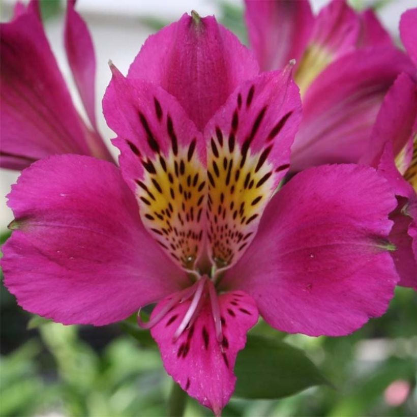Alstroemeria Majestic Montsoreau - Incalelie (Bloei)