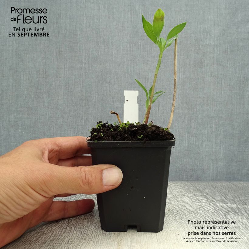 Exemplaar van Alstroemeria Majestic Montsoreau - Incalelie Kweekpotje van 8/9 cm zoals geleverd in de herfst