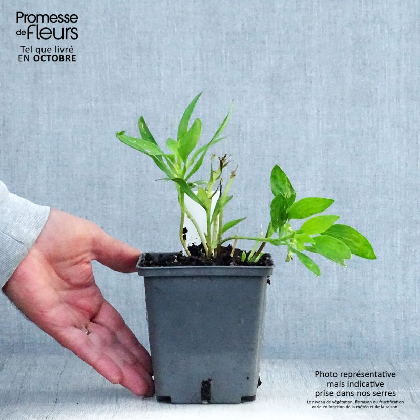 Exemplaar van Alstroemeria Majestic Montsoreau - Incalelie Pot van 1 l/1,5 l zoals geleverd in de herfst