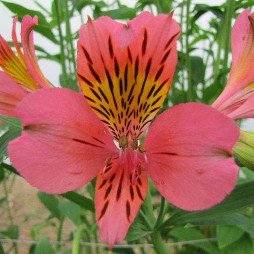 Alstroemeria Majestic Tiercé - Incalelie (Bloei)