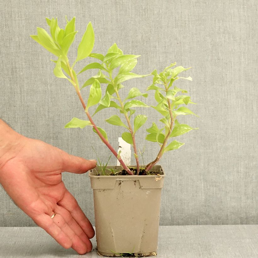 Exemplaar van Alstroemeria Majestic Tiercé - Incalelie Pot van 1 l/1,5 l zoals geleverd in de zomer