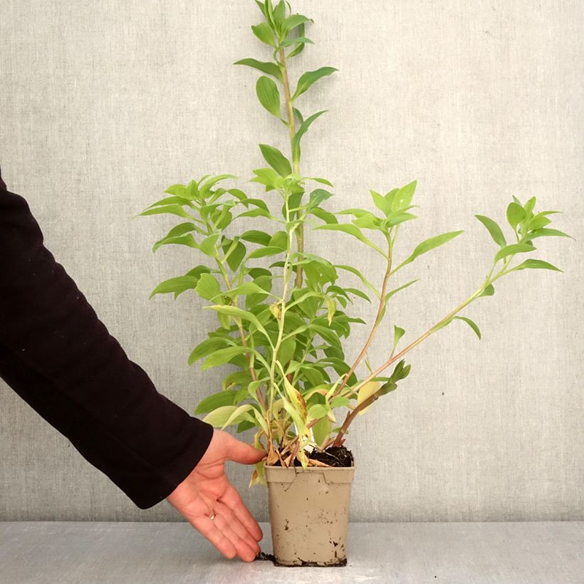 Exemplaar van Alstroemeria Majestic Tiercé - Incalelie Pot van 1 l/1,5 l zoals geleverd in de lente