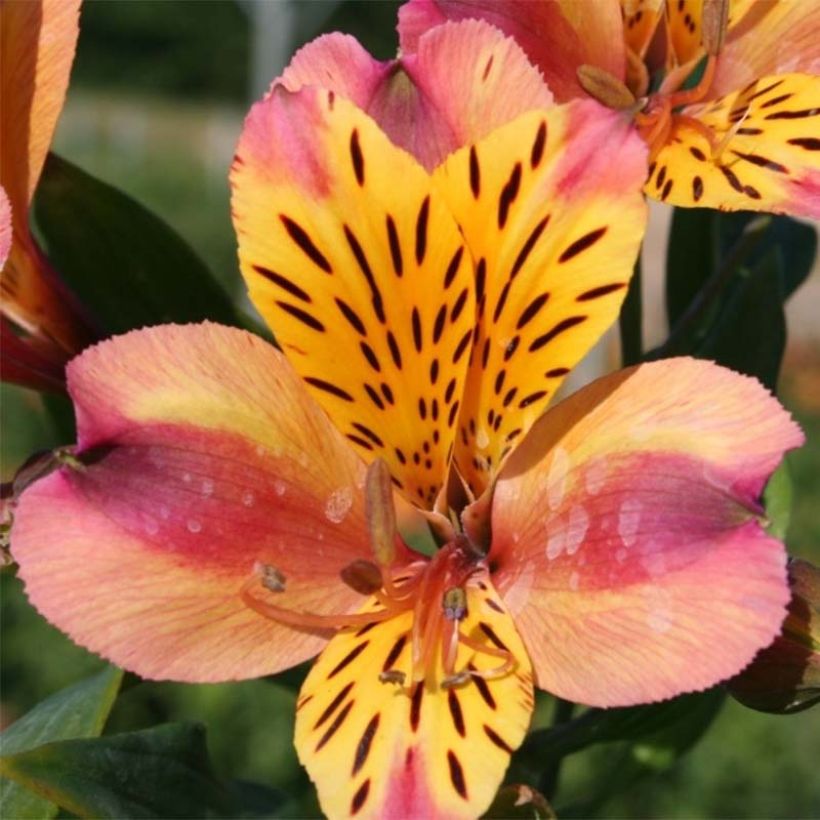Alstroemeria Majestic Aubance - Incalelie (Bloei)