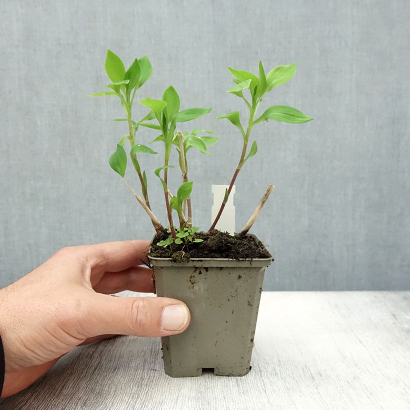 Exemplaar van Alstroemeria Majestic Aubance - Incalelie Kweekpotje van 8/9 cm zoals geleverd in de herfst