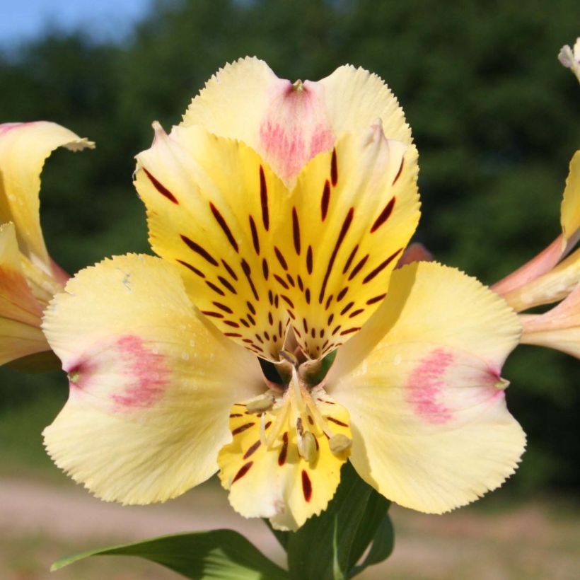 Alstroemeria Majestic Briançon - Incalelie (Flowering)