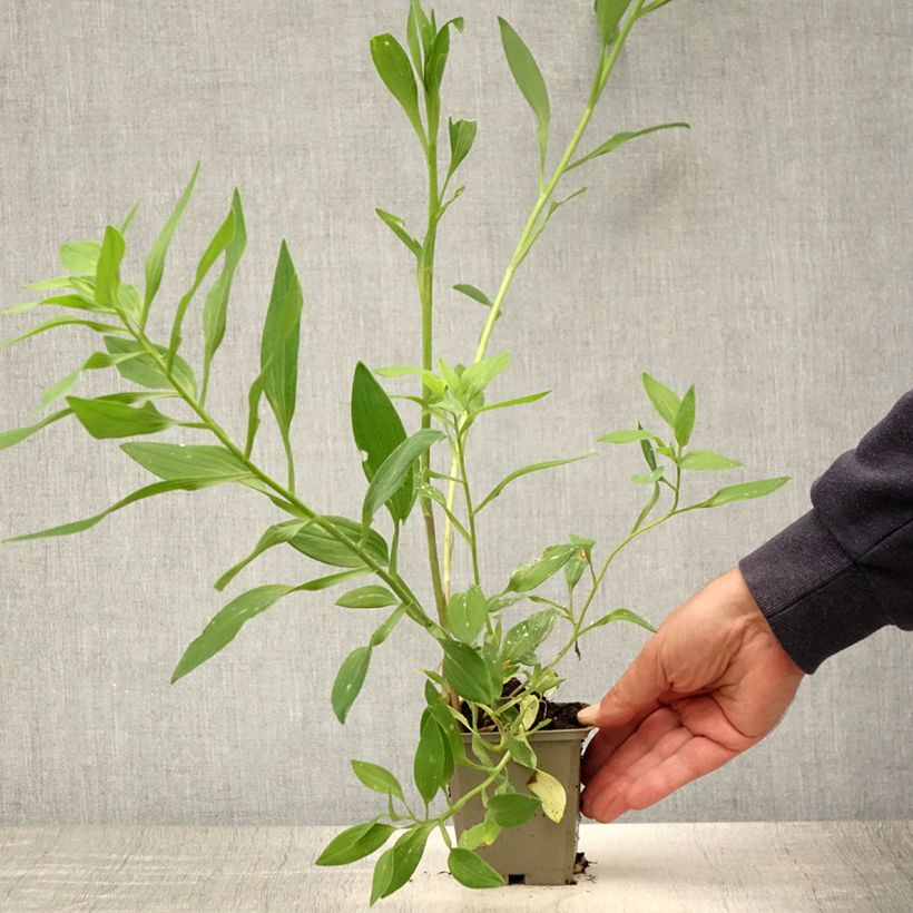 Exemplaar van Alstroemeria Majestic Briançon - Incalelie Kweekpotje van 8/9 cm zoals geleverd in de zomer