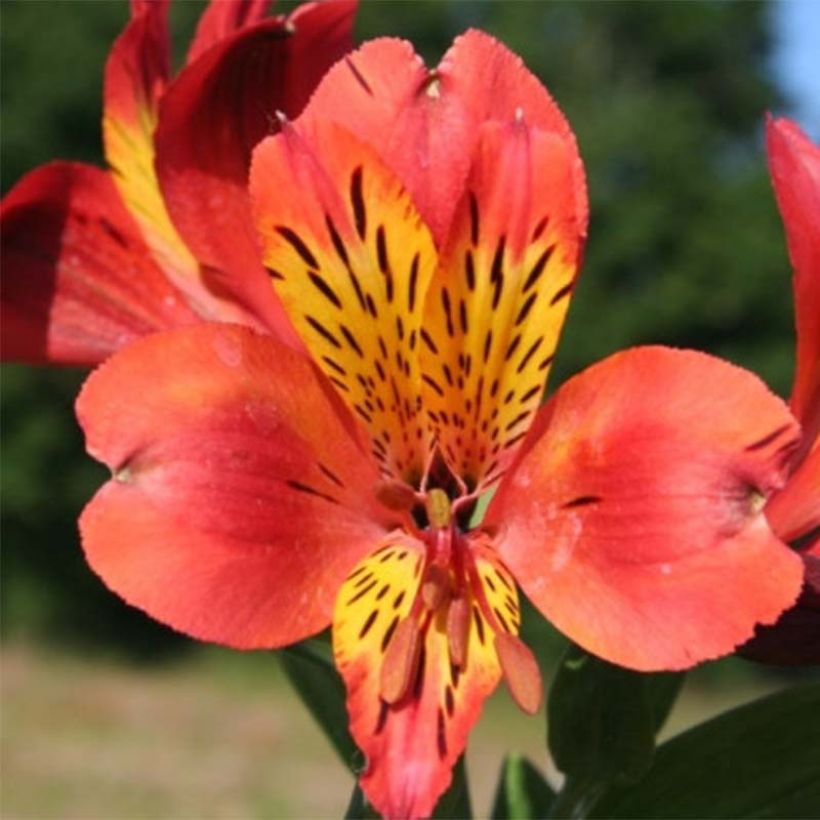 Alstroemeria Majestic Brissac - Incalelie (Bloei)