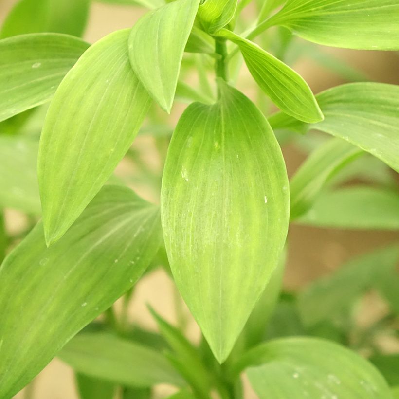 Alstroemeria Majestic Brissac - Incalelie (Blad)