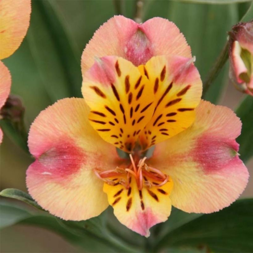 Alstroemeria Majestic Chartrené (Bloei)