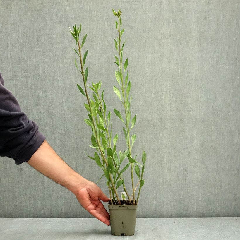 Exemplaar van Alstroemeria Majestic Chartrené Pot van 1 l/1,5 l zoals geleverd in de zomer