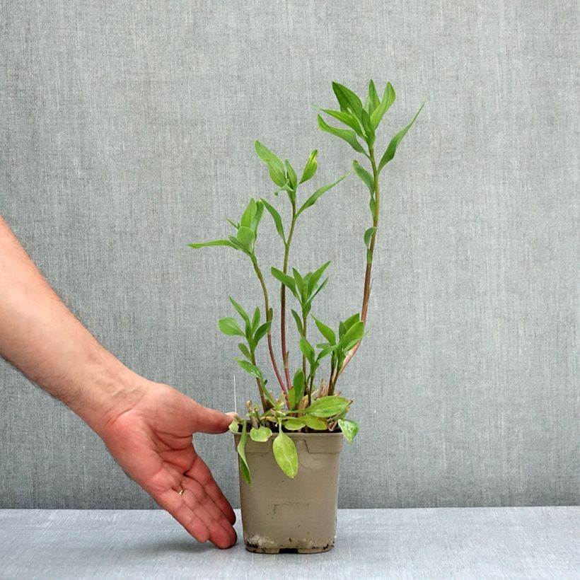Exemplaar van Alstroemeria Majestic Chartrené Pot van 1 l/1,5 l zoals geleverd in de lente