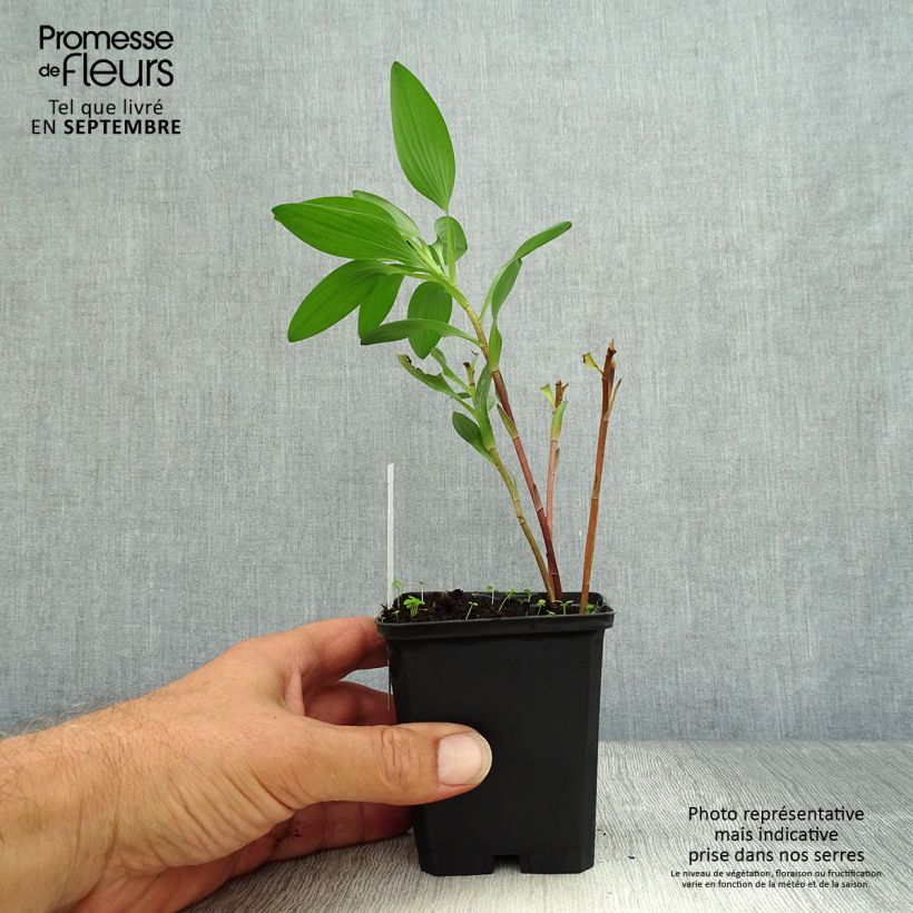 Exemplaar van Alstroemeria Majestic Chinon - Incalelie Kweekpotje van 8/9 cm zoals geleverd in de herfst