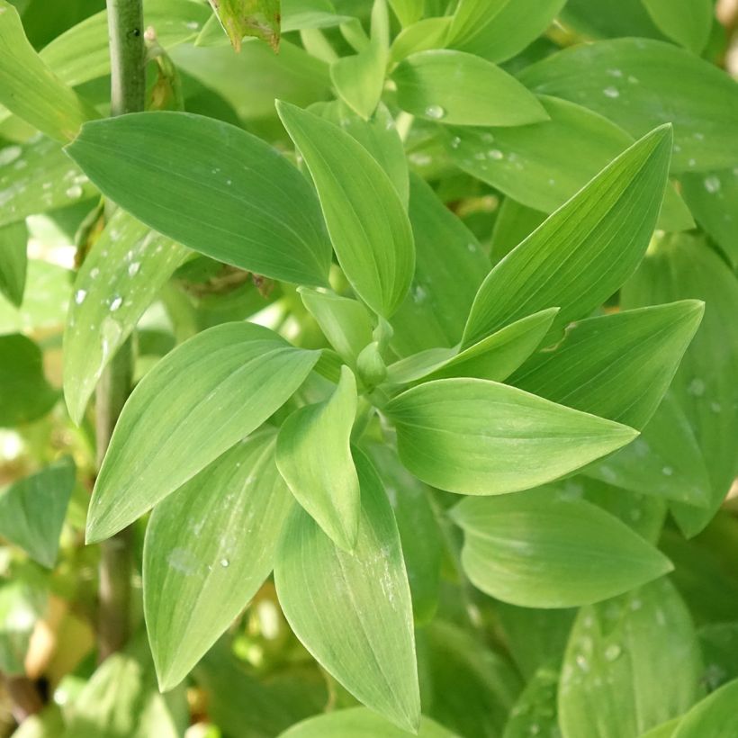 Alstroemeria Majestic Chinon - Incalelie (Blad)